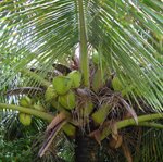 Coconut Oil Home Page
